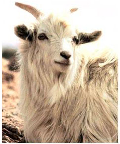 Quel animal produit la plus belle qualité laine cachemire ?
