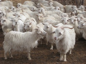 Différence entre pashmina et cachemire