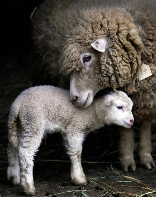 laine agneau lambswool