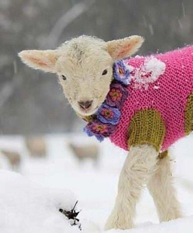 pourquoi laine gratte