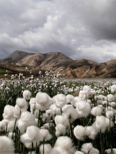 Qu’est ce que le coton? où est il cultivé ? récolte transformation