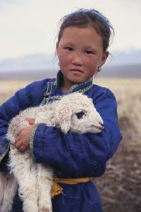 Laine d’agneau de Mongolie, est elle chaude et douce ?