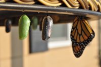 Quel insecte fait produit la soie ? ver à soie bombyx mûrier