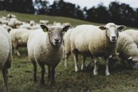 Pourquoi quand il faut tondre les moutons ?
